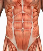 abdominales-musculos